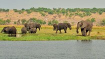9 Days Expedition From Victoria Falls Chobe NP Maun 