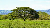 Private Transfer from Dreams Las Mareas to Liberia Airport