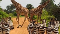 8 Day Private Kenya Safari in 4x4 Land Cruiser