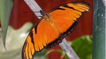 Butterfly Garden Tour 
