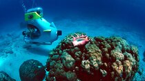 Private Northern Tour with Submarine Scooter activity and Lunch