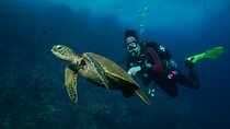 2-Tank Maui Turtle Scuba Dive or Snorkel Boat Tour