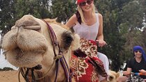 Agadir Camel Rides with Tea Drink & cakes
