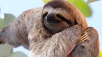 Rainforest Combo – Wildlife, Chocolate & Waterfall Wonders