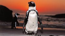 The Cape of Good Hope & Penguins Small Group Tour
