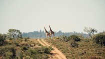 Nairobi National Park Safari