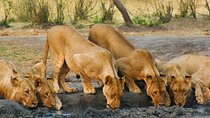 3-Hour Zambezi National Park Safari in 4x4 Jeep
