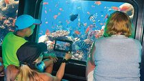 2-Hour Sea Scope Cruise With Transfer - Sharm El Sheikh