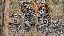 Bangalore to Nagarhole National Park: Wilderness Retreat