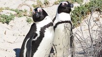 The Cape Peninsula Tour and Good Hope From Cape Town