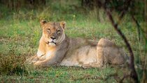 Half-day Safari Experience in Dinokeng