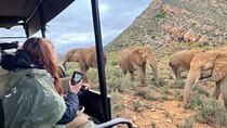 SAFARI Aquila Game Reserve - Round trip + Lunch incl. (Cape Town)