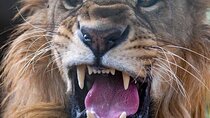 SAFARI Aquila Game Reserve - Round trip + Lunch incl. (Cape Town)