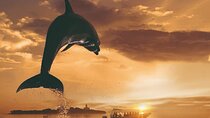 Dolphin Watching at Dawn in Alcúdia