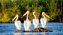 Day Trip from Bucharest to Danube Delta