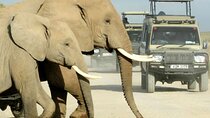  6 Days Rift Valley Lakes and Masai Mara Safari on 4x4 Jeep
