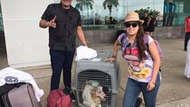 PET FRIENDLY Private Transfer Cancun - Playa del Carmen