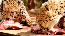  Animal Orphanage Half Day Tour in Nairobi