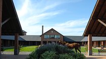 Horses Asado and Nature a day in a Thoroughbred Farm
