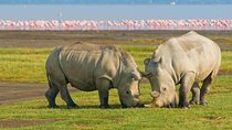 4 Days Masaai Mara and Lake Nakuru 4x4 Big 5 Private Safari