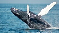 Private Whale Watching and Wine Tasting in Hermanus