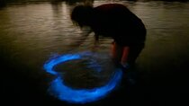  Magic After Dark Bioluminescence Kayak Tour Orlando