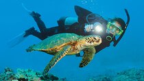 Mediterranean Diving Adventure from Antalya, Belek, Kemer