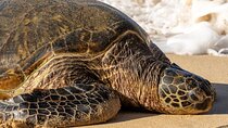 Oahu Island Highlights in Small Group | 30 Spots | ~10 Stops