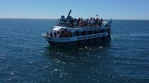 Dolphin watching on a Catamaran in Fuengirola