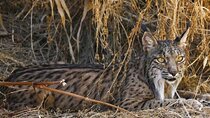 Guided Experience in Doñana in 5 Senses 