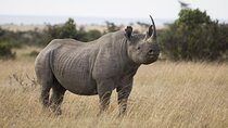 Overnight tour to Olpejeta Conservancy and Mount Kenya Hiking