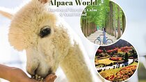 Alpaca World & Nami Island & Garden of Morning Calm One Day Tour