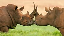 Day Trip To Ol Pejeta Conservancy Rhino And Chimpanzee Sanctuary