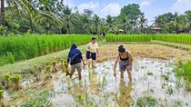 Old Phuket Farm Ticket - Countryside Local Life Culture