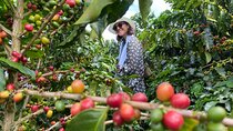 Coffee Cup Smiles And Hotsprings: Coffee Tour and Relax in Nature