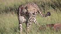 6 Days Private Tour in Mt Kenya Circuit Wild Safari
