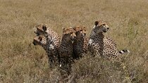5 Days Taste of Tanzania Safari