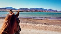 One Hour : Horse Riding on the Beach in Sharm El-Sheikh 