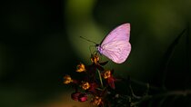 Butterfly Experience Nature Park Admission 