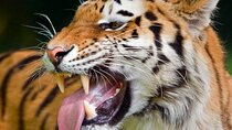 Private Corbett National Park & Nainital Tour from New Delhi