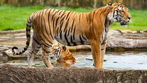 Private 4-Day Tiger Safari and Golden Triangle Tour from Delhi