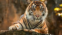 2-Day Jungle Safari with Sunrise view of Taj Mahal