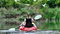 Mangrove Kayak 