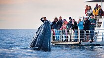 Boat Based Whale Watching from Hermanus