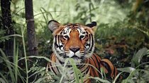 Golden Triangle Tour With Ranthambore