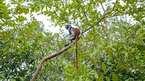 Jozani Forest Half Day Private Tour 