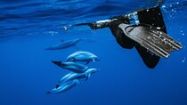 Swimming with Wild Dolphins Speedboat Adventure on Oahu!