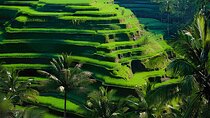 Ubud: Monkey Forest, Water Temple, Rice Terrace, Waterfall