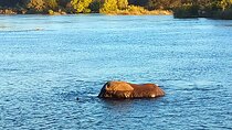 River Based Game And Sunset Cruise In Victoria Falls