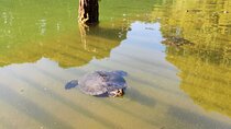 Trekking in the Wood with picnic on the turtles lake